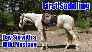 First Saddling  Day Six with a Wild Mustang [upl. by Ahseekal]