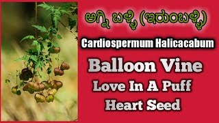 ಅಗ್ನಿ ಬಳ್ಳಿ Cardiospermum Halicacabum Balloon Vine Heart Seed [upl. by Claybourne]