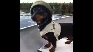 Crusoe the Celebrity Dachshund Loves Fishing Vine Video [upl. by Lertnek]