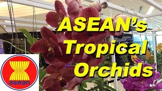 ASEANs tropical orchids [upl. by Eiderf194]