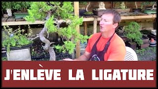 COMMENT ENLEVER la LIGATURE DUN BONSAÏ  🌱 NEJIKAN BONSAI 🌱 [upl. by Giarc924]