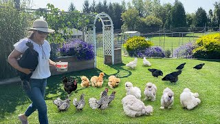 Organic Chicken Raising Strategies Chicks To Layers Garden HarvestFind Peace in Nature [upl. by Yenrab]