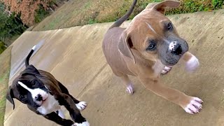 PITBULL BOXER MIX PUPPIES [upl. by Racklin638]