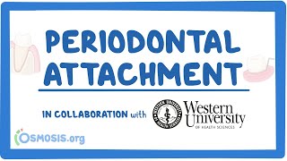 Periodontal Attachment in Collaboration w Western University [upl. by Venetia467]