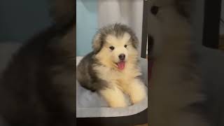 Cute Puppy Barking Is The Cutest Sound Ever [upl. by Almena]