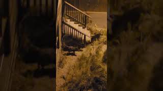 Javelina or Peccaries in old Bisbee az tonight [upl. by Ardried]