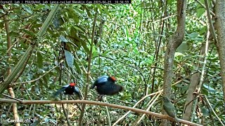 Male Lancetailed Manakins Put On A Dancing Show For Female  April 25 2023 [upl. by Anirod]