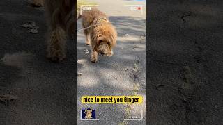 Meet this lovely labradoodle labradoodles pets funnydogs [upl. by Burnside24]