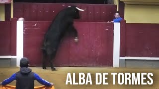 Alba de Tormes 2024 Encierro y Capea con Toros Bravos [upl. by Cato252]