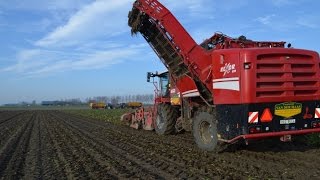 Chicory harvest with Grimme rexor 620  SpottingZeeland [upl. by Resee726]