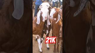 Ajmer Bakra Mandi live goat vlog sheep livestock explore ajmerbakrashaukeen [upl. by Hsizan]