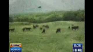 Cow Getting Abducted by Aliens on UFO  100 Real Footage Full Video [upl. by Nediarb]