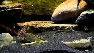 Salaria fluviatilis feeding gammarus [upl. by Duff]