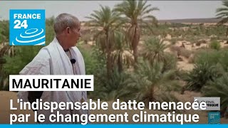 En Mauritanie lindispensable datte menacée par le changement climatique • FRANCE 24 [upl. by Syverson576]