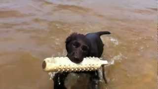 11 week old Boykin Spaniels intro to water [upl. by Sel]