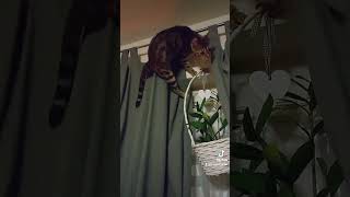 carmencat cat bengalcat kitten bengalkatze catlover carmen kitty love [upl. by Adanama96]