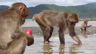 Japanese Macaques Washing Potatoes ニホンザルの芋洗い行動 [upl. by Azar]