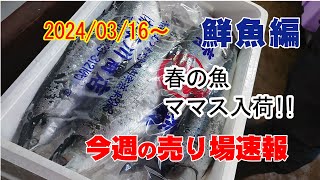 だれか教えて ママス ホンマス アオマス春の訪れを知らせる魚が入荷これが来るといよいよ春 今週はいよいよお彼岸 [upl. by Anelaf]