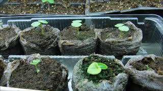 impatiens seedlings impatiens seeds germinated what do impatiens seedlings look like [upl. by Alidus308]