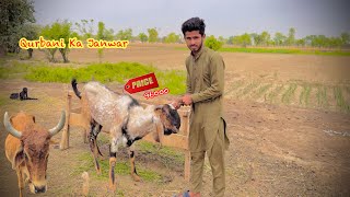 Qurbani Ka Janwar Khared Liya 😍  Suhaib Sabir Vlogs [upl. by Aneelas]