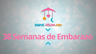 Bebé  38 Semanas de Embarazo  Signos y síntomas del embarazo [upl. by Nomyad]