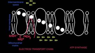 82 Electron Transport Chain and Chemiosmosis [upl. by Smail]