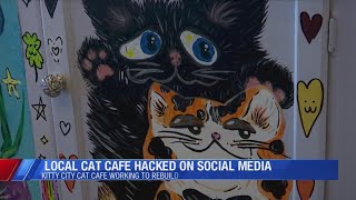 Local ‘Cat Café’ works to overcome hacked social media accounts [upl. by Zeuqirdor]