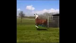 Llama Frolicking to DMX  EXTENDED VERSION [upl. by Suaeddaht]