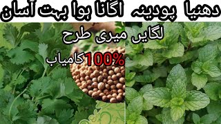 how to grow coriander from seeds amp how to grow mint faster [upl. by Eniluqcaj]