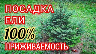 Как посадить ель Посадка ели на участке Или как правильно посадить ель чтобы ель прижилась [upl. by Landrum]