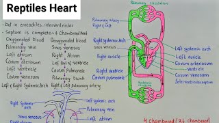 Heart of Reptiles  Evolution of vertebrate Heart  class 11 [upl. by Crespi522]