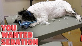 Will My Dog Wake Up After A Sedated Groom [upl. by Annayd276]