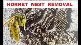 HORNET NEST REMOVAL [upl. by Pazia]