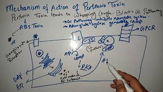 Mechanism Of Action Of Pertussis Toxin Cell Biochemistry 1st Year MBBS [upl. by Ddej]