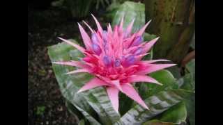 How to divide a large clump of bromeliads Æchmea fasciata [upl. by Garrek]