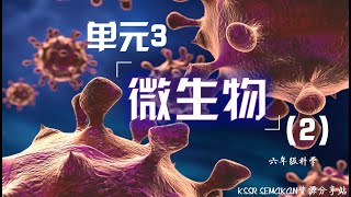 6年级  科学  单元3 微生物 （2） [upl. by Lakym]