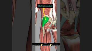 Anatomy series13 muscle of gluteal region 3D anatomy shorts [upl. by Tseng]