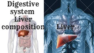 Digestive system liver composition  hepatocytesbile canaliculus hepatic sinusoids [upl. by Eniamurt]