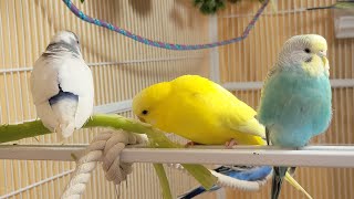 10 Hr Happy Singing amp Eating Parakeet Budgies Birds Reduce Stress of Lonely Quiet Birds [upl. by Aital]