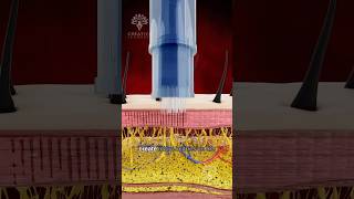 How Can the Derma Pen Transform Your Skin😲 shorts microneedling viralvideo  creativelearning3d [upl. by Harilda504]