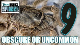 9 Obscure or Uncommon Tarantulas In My Collection [upl. by Martell]