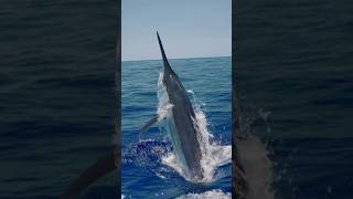 Marlin  The Speed and Strength of the Oceanmarlins deepseafishing oceanpredators oceanlife [upl. by Irt287]