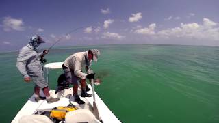 Giant Trevally attacked by Barracuda [upl. by Corina889]