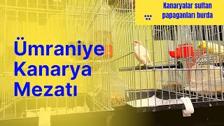 Ümraniye Kanarya Mezatı kanarya canary mezat papağan muhabbetkuşu cennetpapağanı [upl. by Atsocal]