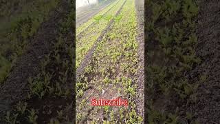 Koni pahili nsel palkachi bhaji Kashi yete tar bghun ghya🌱🌱❤️❤️youtube ytshorts reels nature [upl. by Enitsirhc]