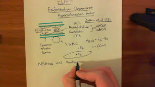 Endothelium Dependent Hyperpolarization Factor Part 1 [upl. by Nerac]