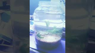 Aquarium new build up glass jar  Dirted walstad method  plantedaquarium natural aquatic [upl. by Aicenert300]