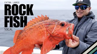 Californias Deep Drop Rockfish Unveiling hidden secrets  S8E6 Local Knowledge Fishing Show [upl. by Harlene]