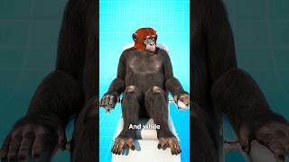 Monkey Head Transplant 🐒 Experiment Part 1 🥼shorts [upl. by Inal]