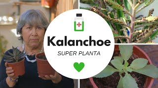 La planta que odia el cáncer Kalanchoe [upl. by Irita]